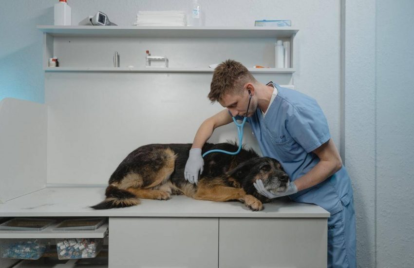 Pas kod veterinara